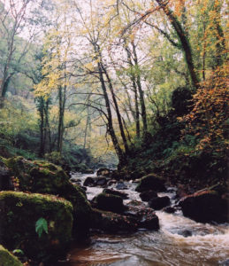 Kilton beck valley upstream