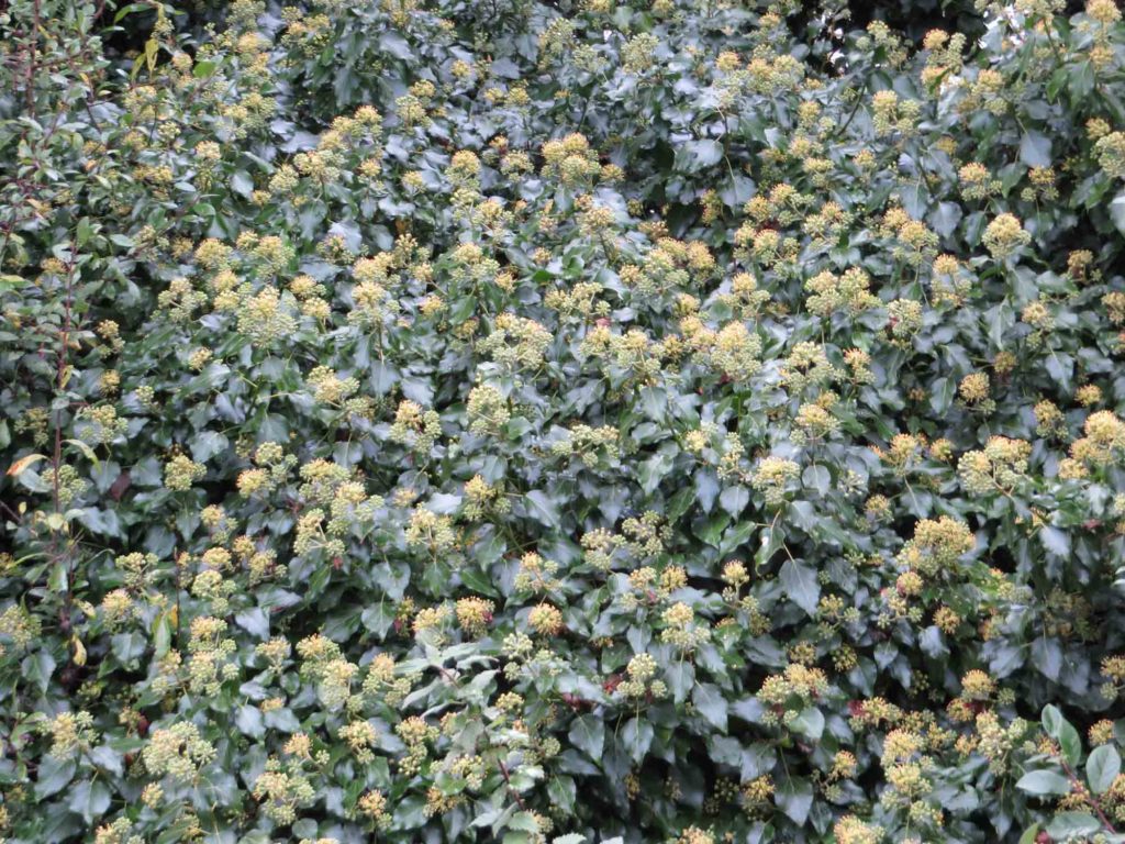 ivy-flowering
