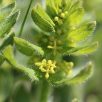 Crosswort at Boulby