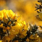 Gorse at Boulby