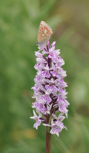 Damian-MoneyCommonBlue-and-Common-Spotted-orchid[1]