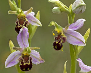 Liz_Musgrove_Bee-Orchid[1]