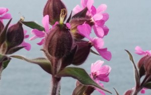 Pink-flowers-at-the-cliff Thomas Harvey