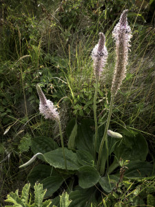 audrey_barnes_pollen-beetles-plundering-hoary-plantain-saltburn[1]