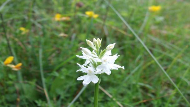 Wildflowers